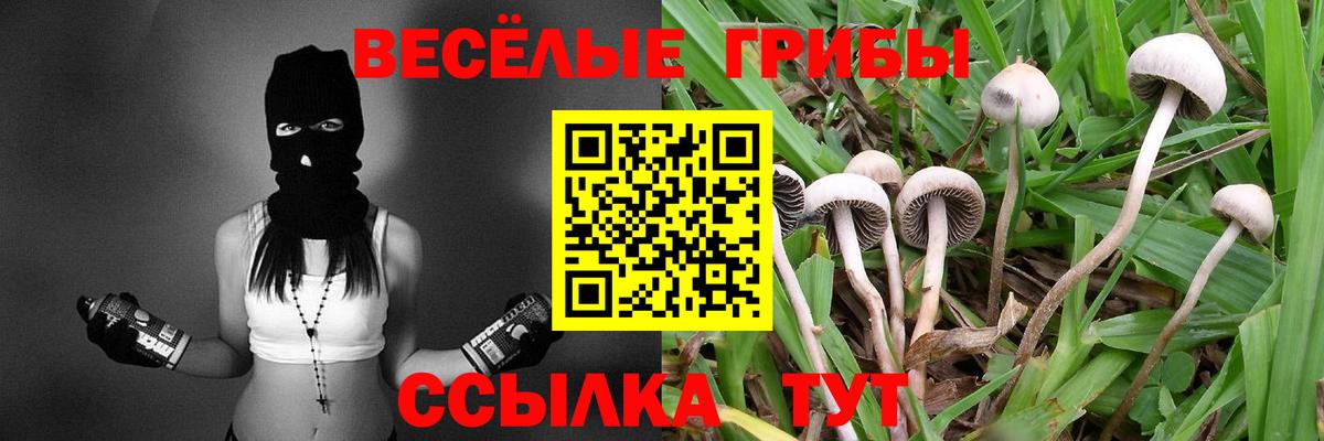 Псилоцибиновые грибы Cubensis  купить   Кулебаки 